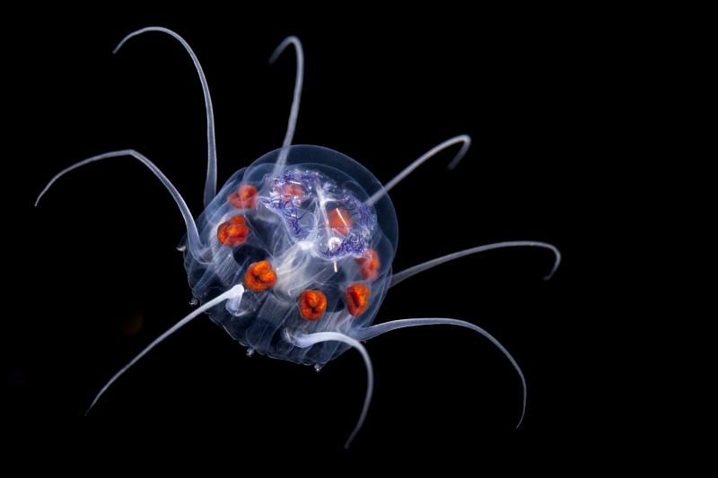 Представитель Семейства Nausithoidae